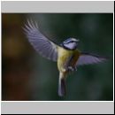 Parus caeruleus - Blaumeise 05.jpg